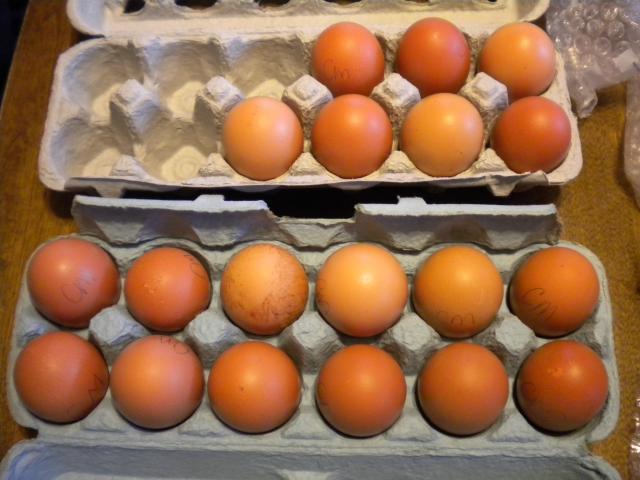 16143_hatchingeggs_019.jpg