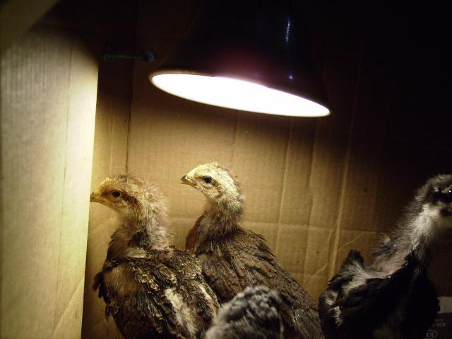 16143_katys_3_wk_old_chicks_005.jpg