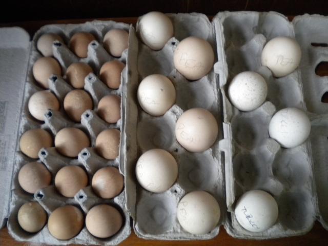 16143_peafowl051310_091.jpg
