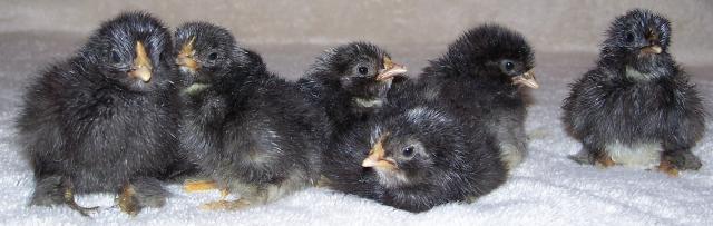 16199_cochinssilkies12july_015.jpg