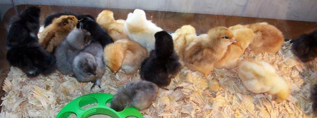 16199_march_chicks_2010_008.jpg