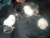 16210_chicks1.jpg