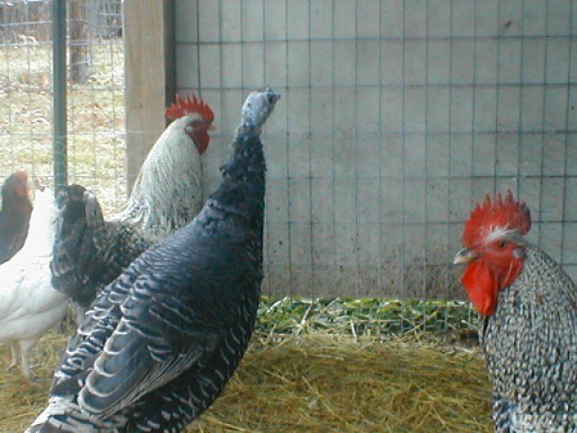 16210_pc100144.jpg