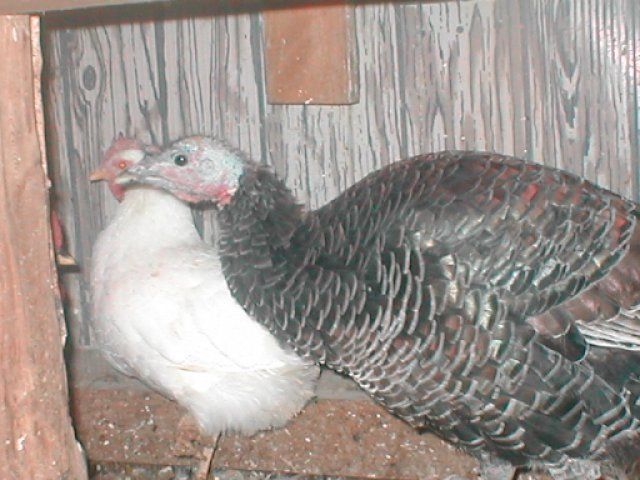 16210_pc100147.jpg