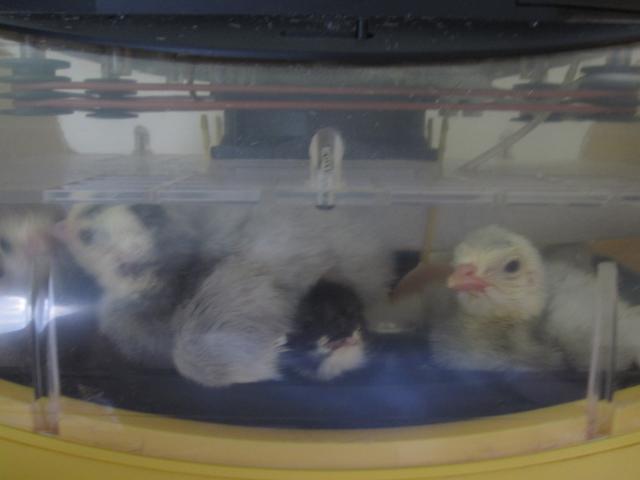 16232_babies_one.jpg