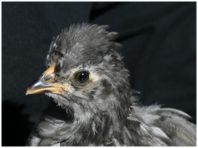 16240_petrie1.jpg