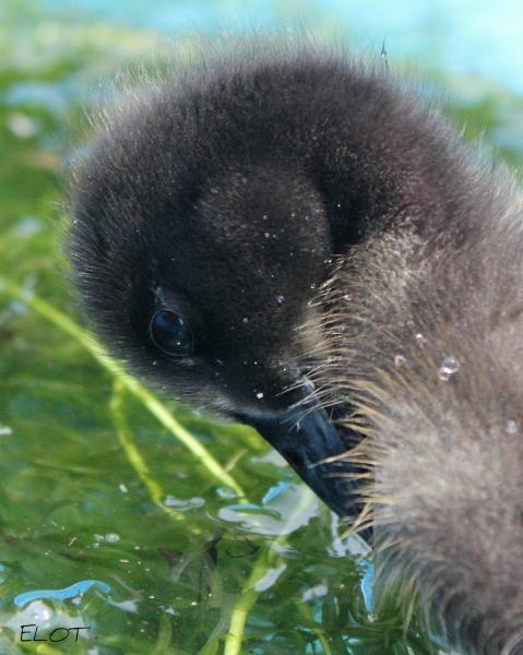 16250_duck_0031.jpg