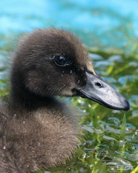 16250_duck_007.jpg