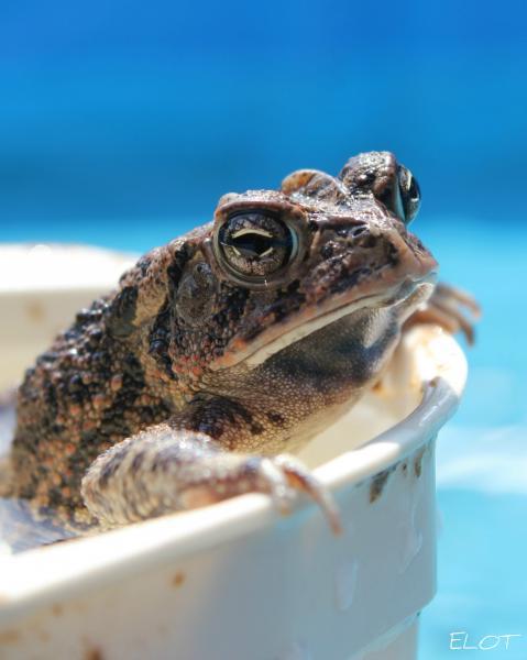16250_frog_019.jpg