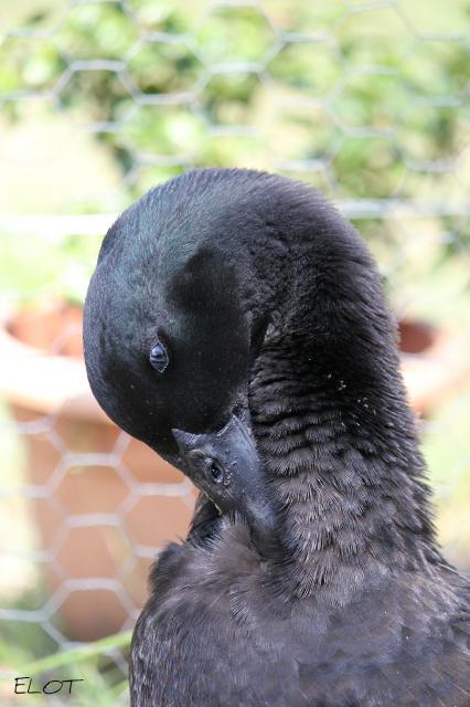 16250_roosters_121_picnik.jpg