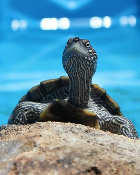 16250_turtle2_034.jpg