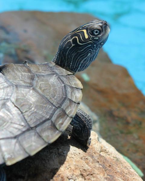 16250_turtle2_073.jpg