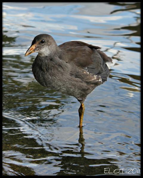 16250_young_coot_bird.jpg