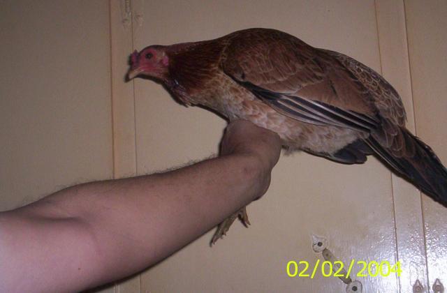 16272_game_hen_hatch_2.jpg