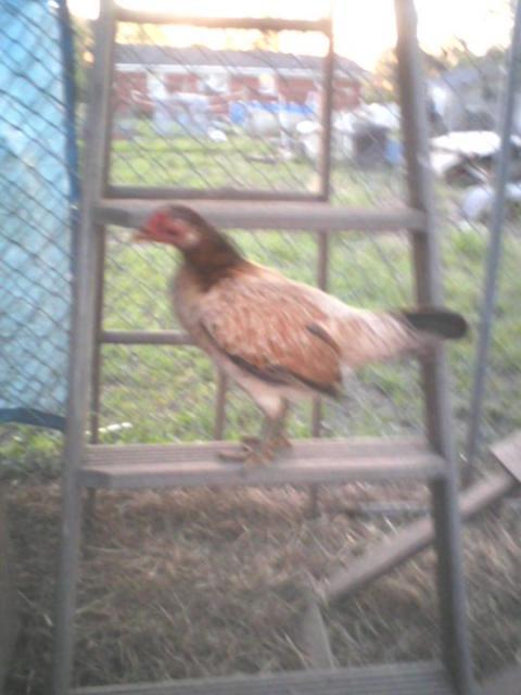 16272_red_rooster_hatch_asil_hen.jpg