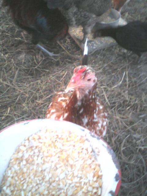 16272_red_rooster_spangle_roundhead_hen.jpg