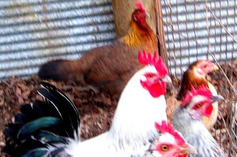 16272_z_game_hen_pen.jpg