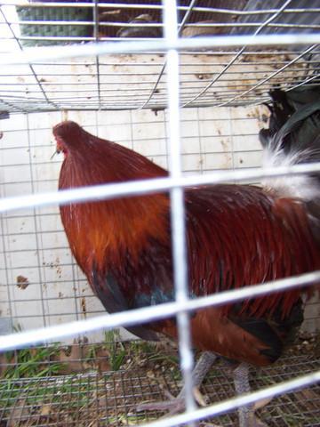 16272_z_red4.jpg