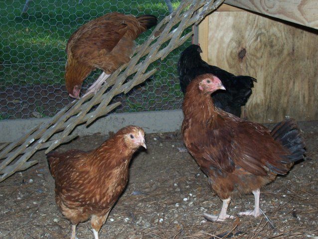 16331_100_2312.jpg
