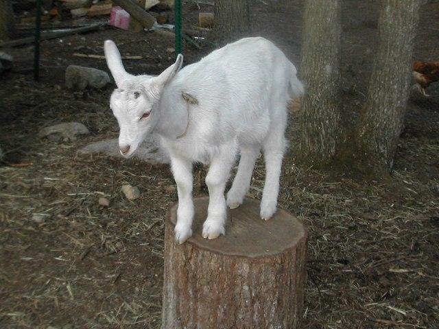 16352_kid_goat.jpg