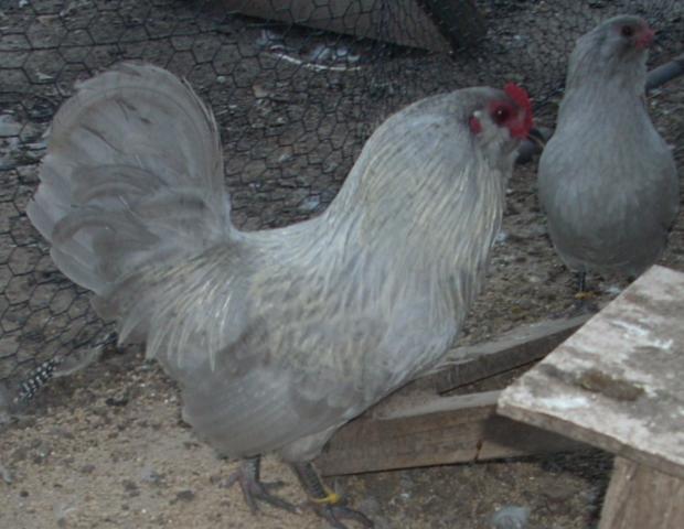 16353_breeding_pens_034.jpg