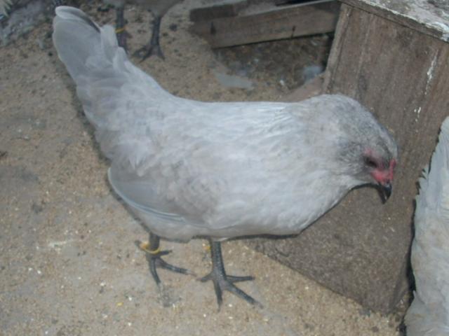 16353_breeding_pens_035.jpg