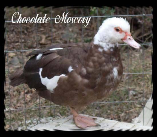16353_choc.jpg