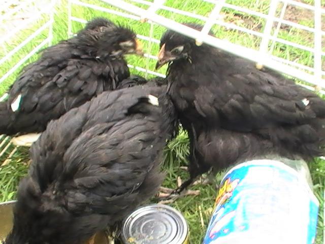 16367_babies_from_newnan_007.jpg
