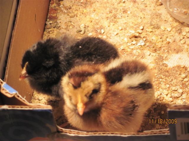 16367_bcm_chicks_and_who_else_004.jpg