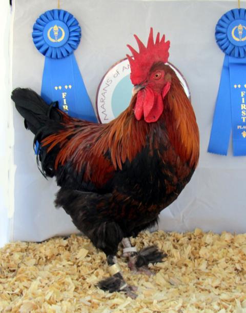 16367_bcmcockerel1.jpg