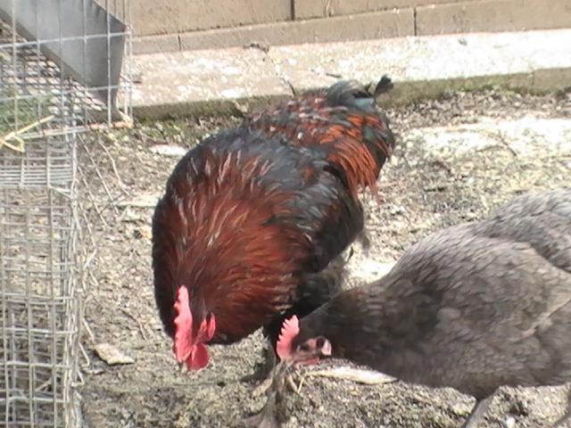 16367_bhb_new_cockerel_and_old_hens_001.jpg