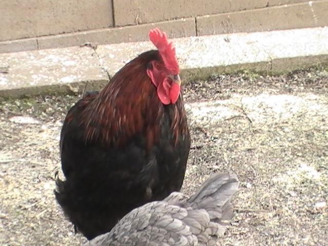 16367_bhb_new_cockerel_and_old_hens_002.jpg