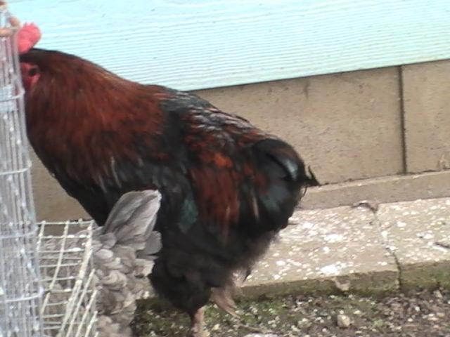 16367_bhb_new_cockerel_and_old_hens_003.jpg