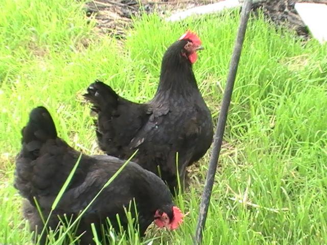 16367_bhb_new_cockerel_and_old_hens_005.jpg