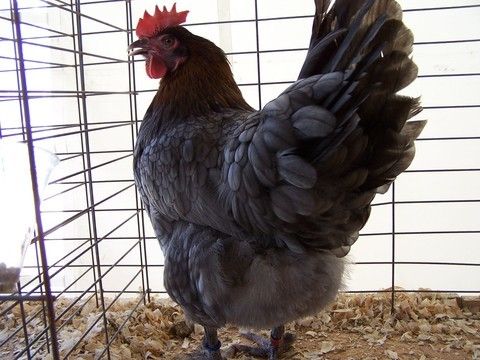 16367_bluecopperhen--bv.jpg