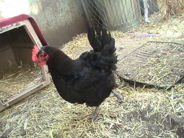 16367_pic_0060.jpg