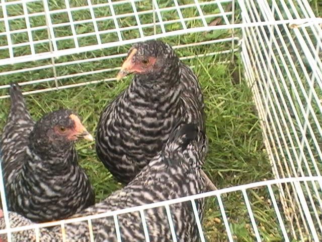 16367_russ_birds_002.jpg