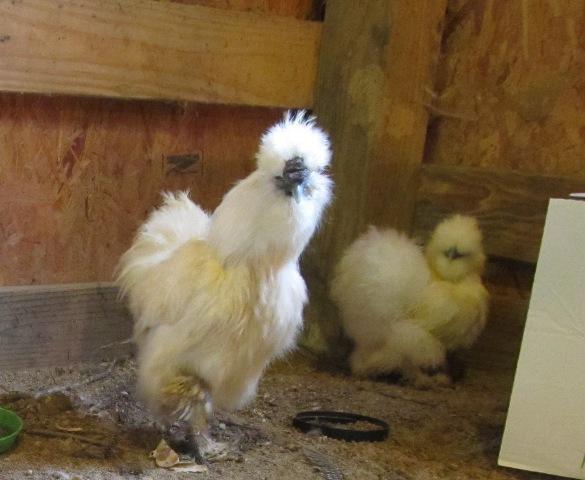 16376_silkies_yeti_and_snow_white.jpg