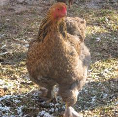 16380_chickens_007_2.jpg