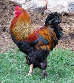 16380_roo12.jpg