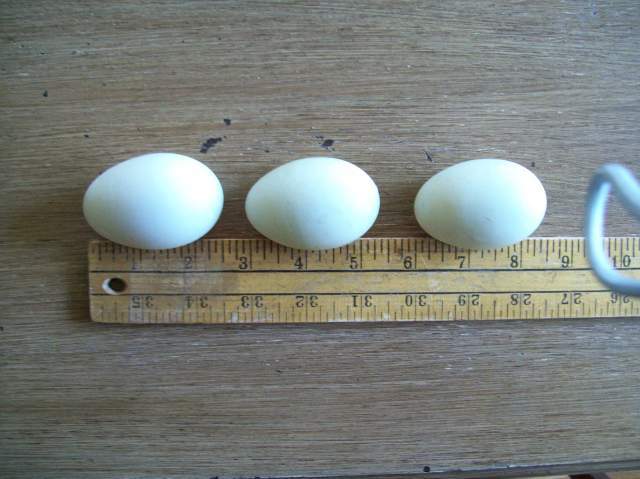 Duck Egg Chart