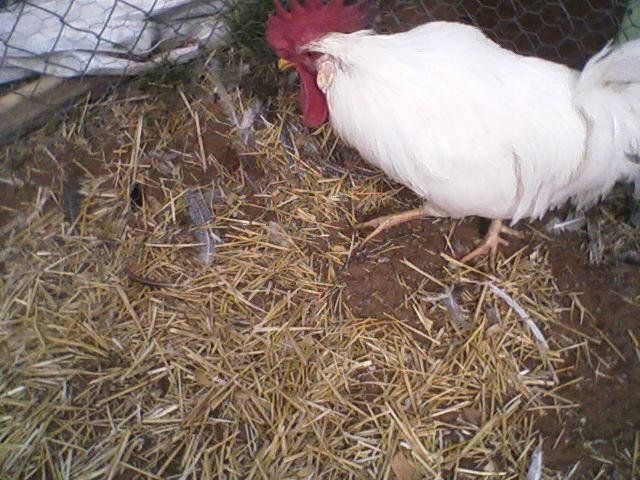 16415_111008_13031.jpg