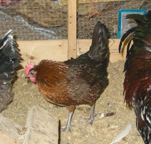 1642_chickens_008.jpg