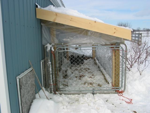 1642_chickens_in_the_new_run_004.jpg