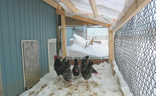 1642_chickens_in_the_new_run_009.jpg