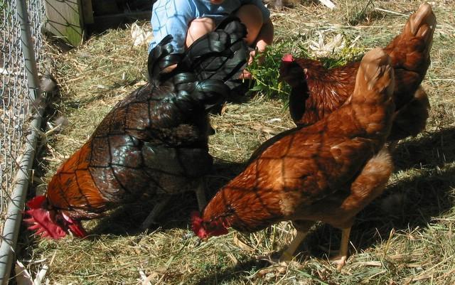 1642_harry_and_chickens_017.jpg