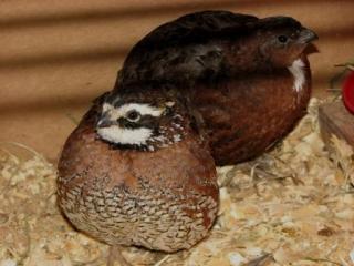 16448_bobwhite030909.jpg