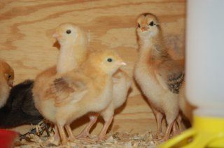 16480_chicks_at_1_week_old_002.jpg