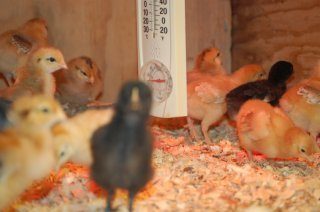 16480_chicks_at_1_week_old_003.jpg