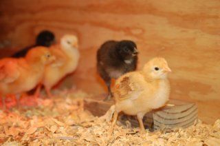 16480_chicks_at_1_week_old_004.jpg